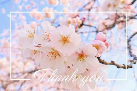 昨日のお礼/はるな【青森大釈迦】