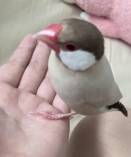 すみれDeliysCure仙台