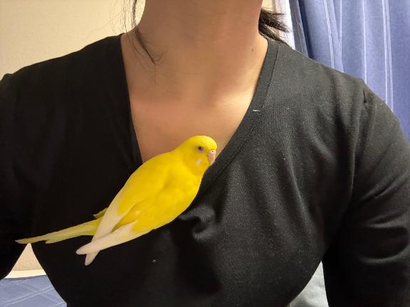 しおり素敵な女の子は好きですか?