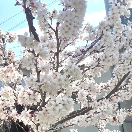 栞花(かんな)のブログ 次回の出勤予定。。🧸💐