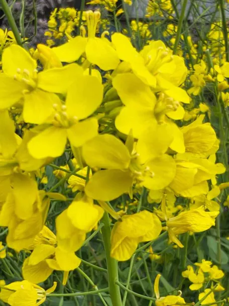 おはよう/後藤(ごとう)