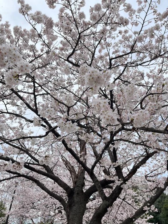 🌸週末でる予定🌸