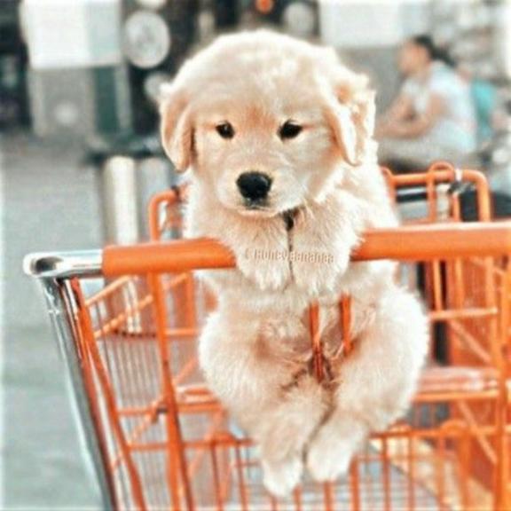 ありがとう