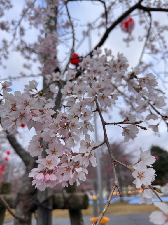 ましろ　奥様のブログ 肌寒い