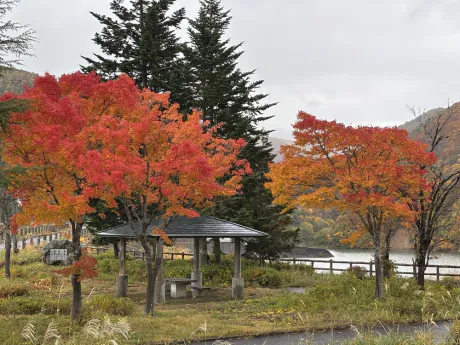 紅葉 🍁 　 🌺15 時 〜24 時まで出勤 🌺/あずさ[業界初/青森]