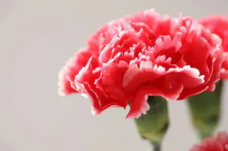 あず奥様メモリアル