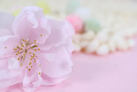 明日出勤します✨/はるな【青森大釈迦】