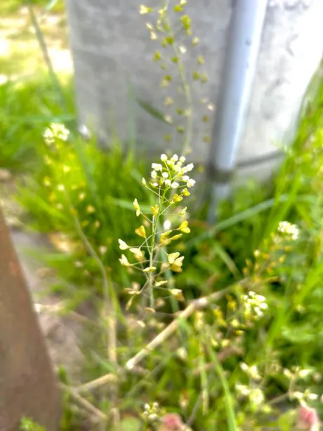 みなみ奥様メモリアル