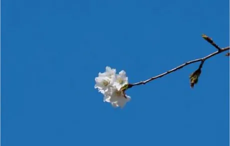 ひまり☆弘前青森･弘前人妻デリヘル桃屋