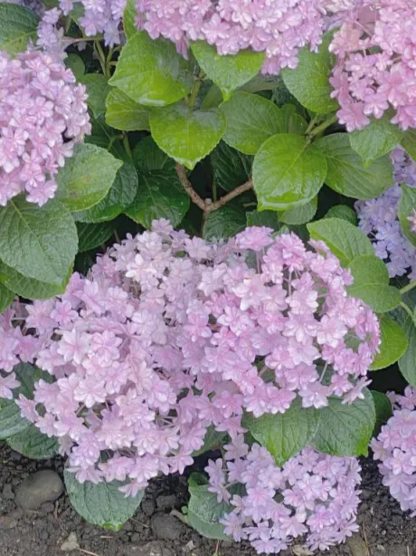 栞花(かんな)のブログ 6月出勤予定☔️