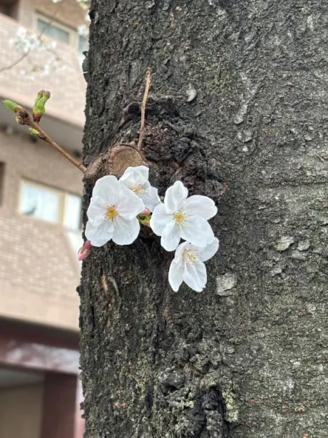 ここあ秋葉原コスプレ学園 in 仙台