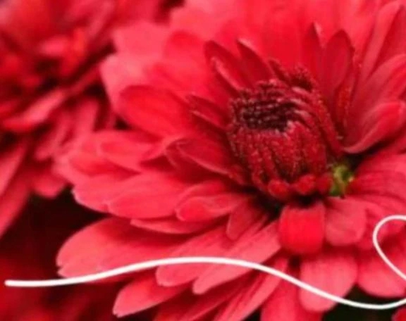 ありがとう❤️