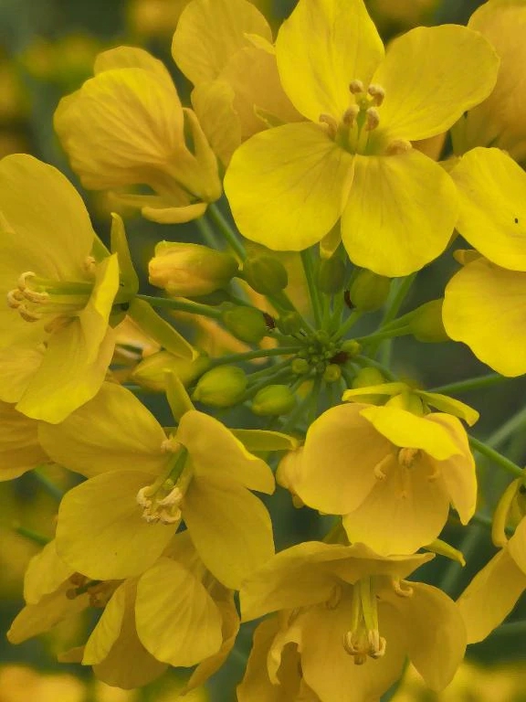 ありがとう/後藤(ごとう)