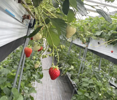 🍓 明日出勤 🍓/メアリ