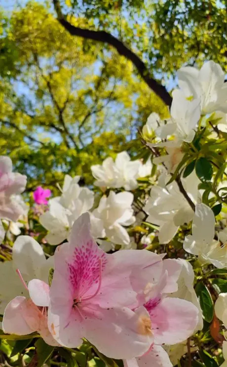 ご予約ありがとうです😊🌷