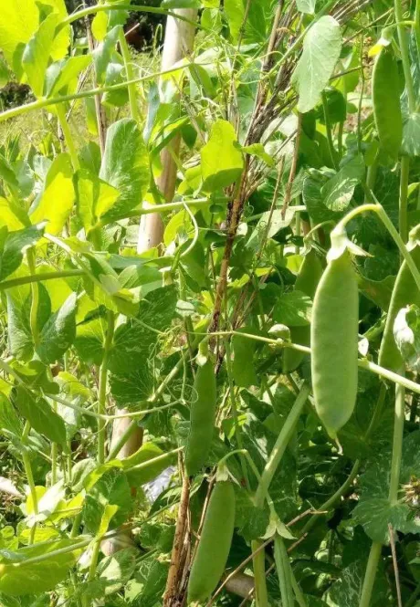 こんにちは/みれい