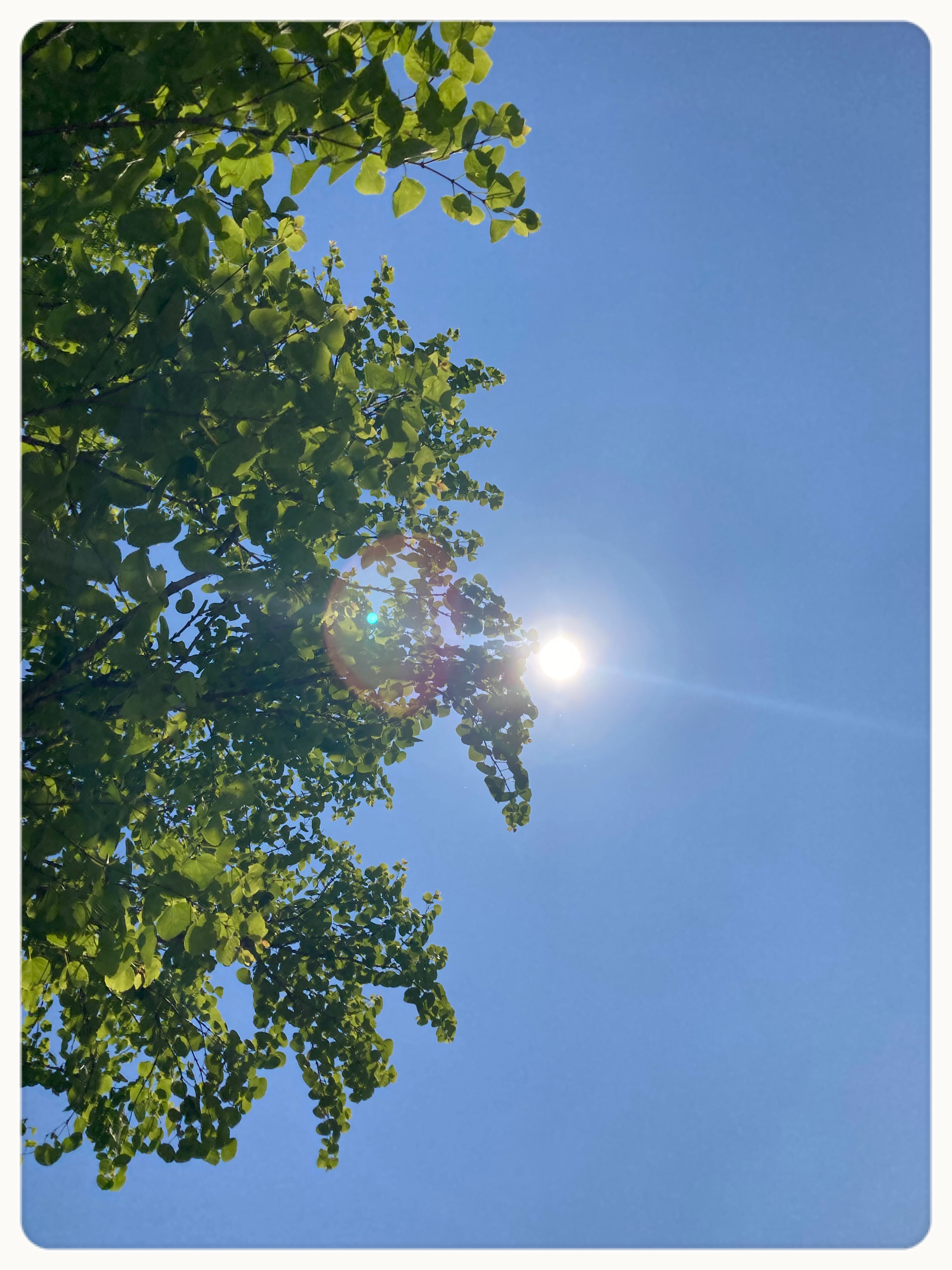 6月17日