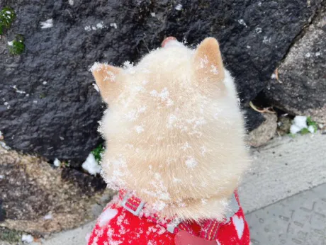 雪降りましたね～/なお
