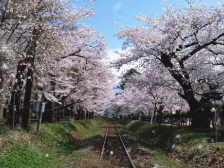 りょう青森・大釈迦のブログ 12日のお礼💌今週は木曜日🐾