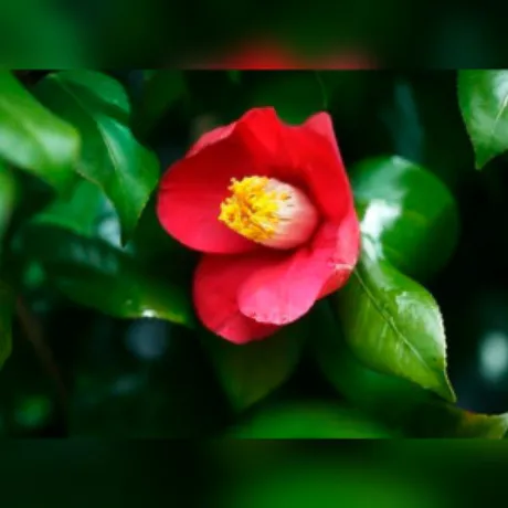 仲春/あやの 奥様