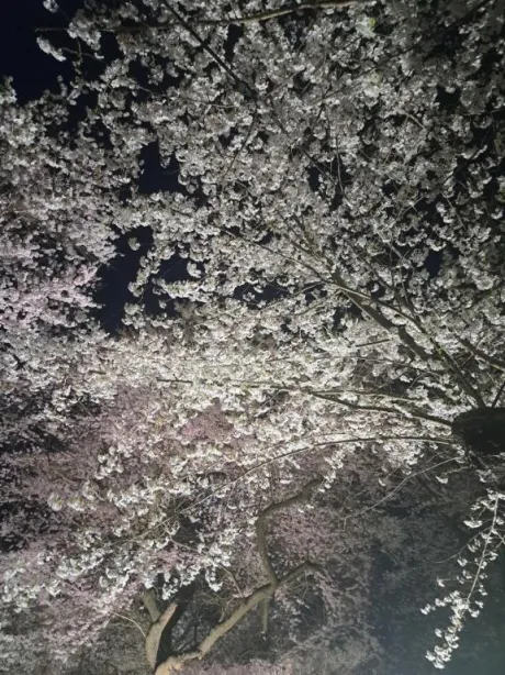 春🌸🌸🌸/上原なるみ