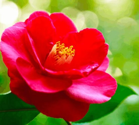 スカーレット✨112の王子様へ/陽美-はるみ-