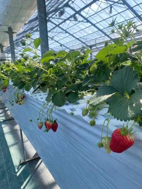 いつもありがとう🩷/小田　あかり