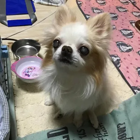 おやすみなさい✩.*˚