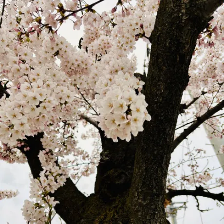 出勤です/新人はるみ【青森】