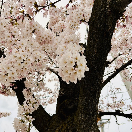 新人はるみ【青森】嗚呼45歳以上 青森店