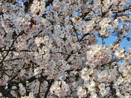 あんり様(スレンダーS嬢)デリボックス