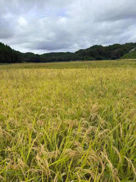 仙台を🌾/あず