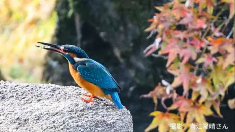 つばき【青森】嗚呼45歳以上 青森店