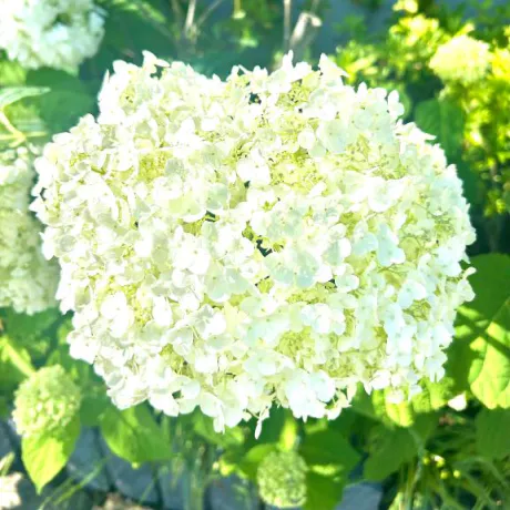 アナベル‎/みなみ