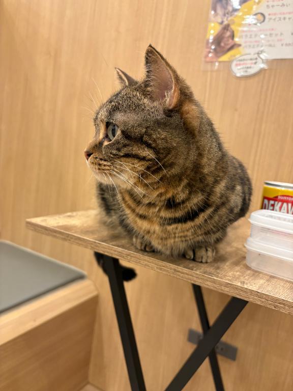 しおり素敵な女の子は好きですか?