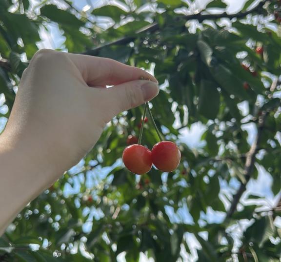 うまっ！🍒