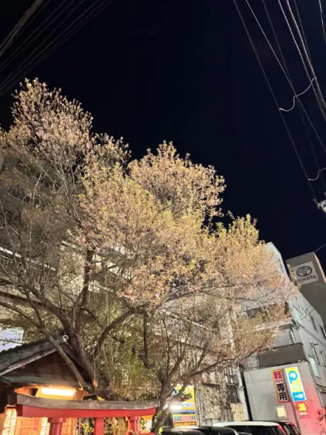 いとTEKOKI GIRLS COLLECTION