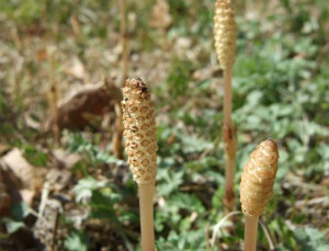 道端で見つけた