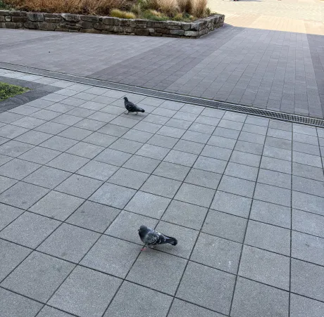 都会の鳥たち/ことみ【弘前黒石】