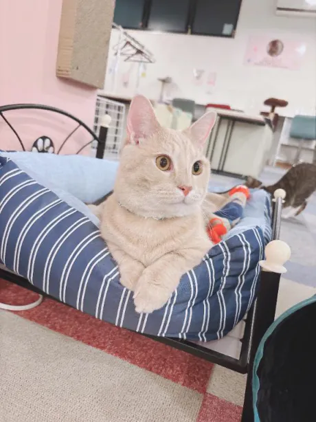 まいDeliysCure仙台
