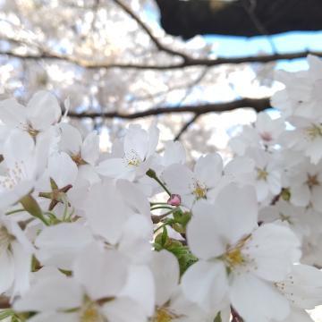 桜♥