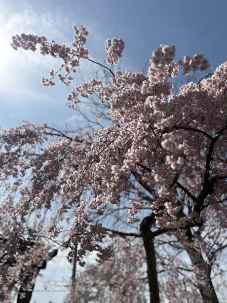 お疲れ様です 🌸🩷/ゆき
