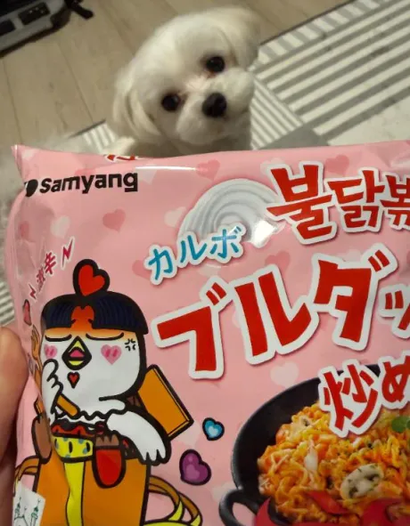 最近の🐱
