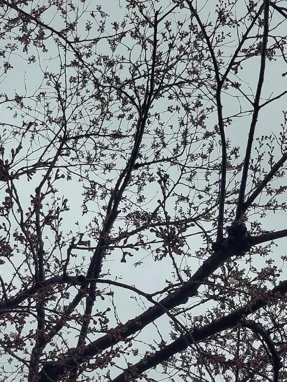 [お題]さんありがとう(￣ー￣)