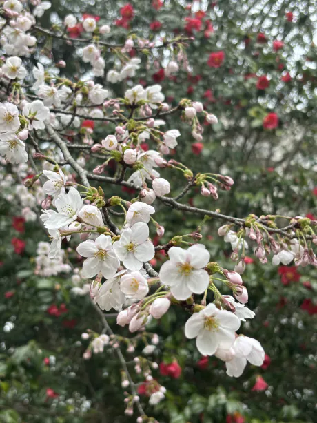 みさこのブログ お知らせです