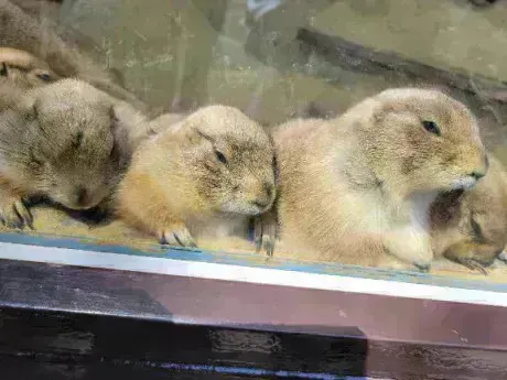 終わりーん！/レイナ