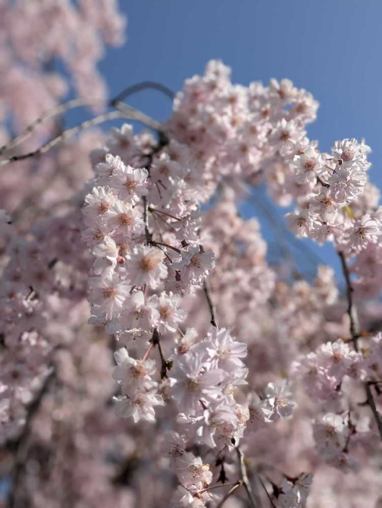 しだれ桜にいます？ /しょうこ