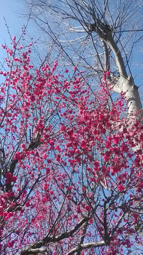 しずか奥鉄オクテツ仙台店（デリヘル市場グループ）