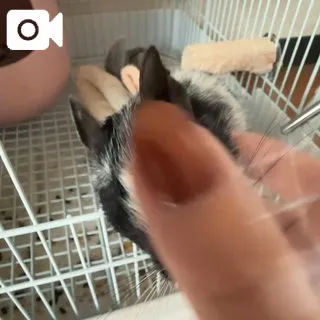 可愛すぎ🐹/体験　とも　奥様