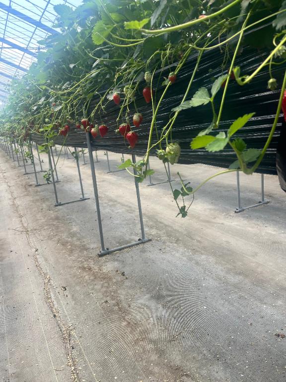 えれな奥様メモリアル